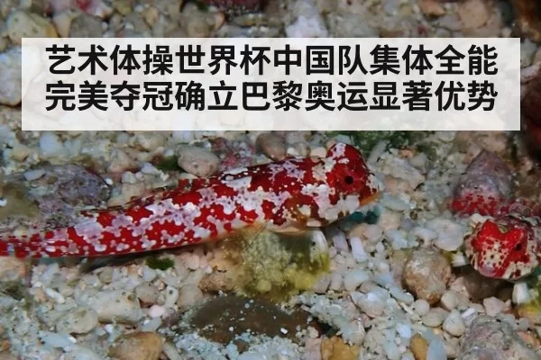 艺术体操世界杯中国队集体全能完美夺冠确立巴黎奥运显著优势